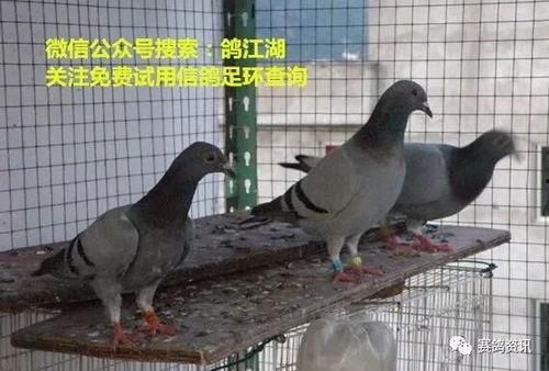 鸽子爆料打架视频大全图片,打架视频大全图片回顾 第2张 鸽子爆料打架视频大全图片,打架视频大全图片回顾 第2张