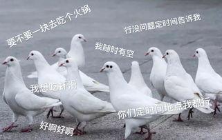 鸽子爆料打架视频大全图片,打架视频大全图片回顾 第3张 鸽子爆料打架视频大全图片,打架视频大全图片回顾 第3张
