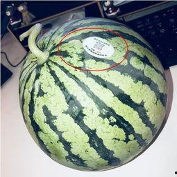 网红吃瓜看大片,网红吃瓜达人带你领略大片世界