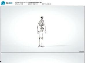 人体模型爆料视频大全集,全方位人体模型爆料视频大盘点