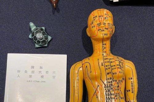 人体模型爆料视频大全集,全方位人体模型爆料视频大盘点 第3张 人体模型爆料视频大全集,全方位人体模型爆料视频大盘点 第3张