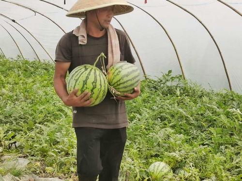 免费吃瓜大全合集,揭秘娱乐圈幕后故事,带你畅游娱乐八卦海洋 第3张 免费吃瓜大全合集,揭秘娱乐圈幕后故事,带你畅游娱乐八卦海洋 第3张