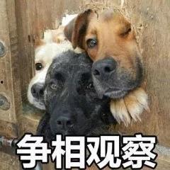 娱乐圈狗子爆料事件,揭秘明星背后的真实故事  第2张