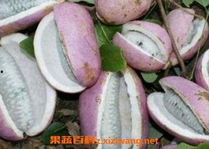 恩施网红吃瓜事件,揭秘网络舆论的风暴与真相