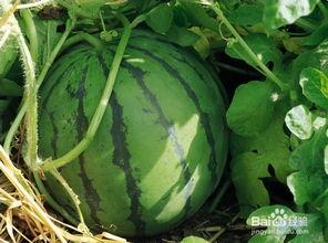 三水区网红吃瓜地方,揭秘隐藏的美食瓜果乐园