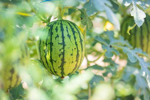 三水区网红吃瓜地方,揭秘隐藏的美食瓜果乐园  第3张 三水区网红吃瓜地方,揭秘隐藏的美食瓜果乐园  第3张