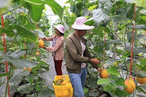 沂蒙山的网红吃瓜,探寻当地特色美食之旅  第1张