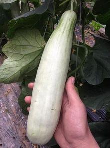 沂蒙山的网红吃瓜,探寻当地特色美食之旅  第3张