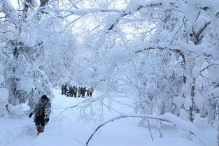 冰天雪地在线观看,在线观看，感受冬日浪漫与冒险之旅  第2张
