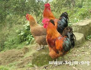 周公鸡爆料视频大全最新,揭秘娱乐圈幕后真相 第2张 周公鸡爆料视频大全最新,揭秘娱乐圈幕后真相 第2张