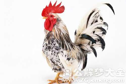 周公鸡爆料视频大全最新,揭秘娱乐圈幕后真相 第3张 周公鸡爆料视频大全最新,揭秘娱乐圈幕后真相 第3张